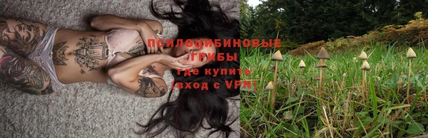 сатива Аркадак