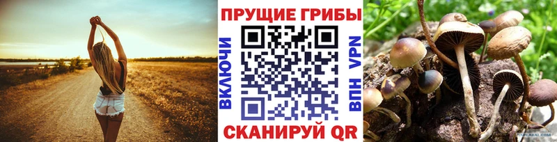 Галлюциногенные грибы Psilocybe  Стародуб 